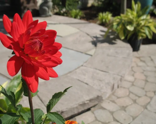 beautiful-red-flower-in-suburban-garden-setting-2026-03-13-04-13-26-utc